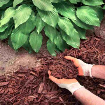 Walmart Mulch Sale 5 For 10_ Mulch in Landscaping & Lawn Care